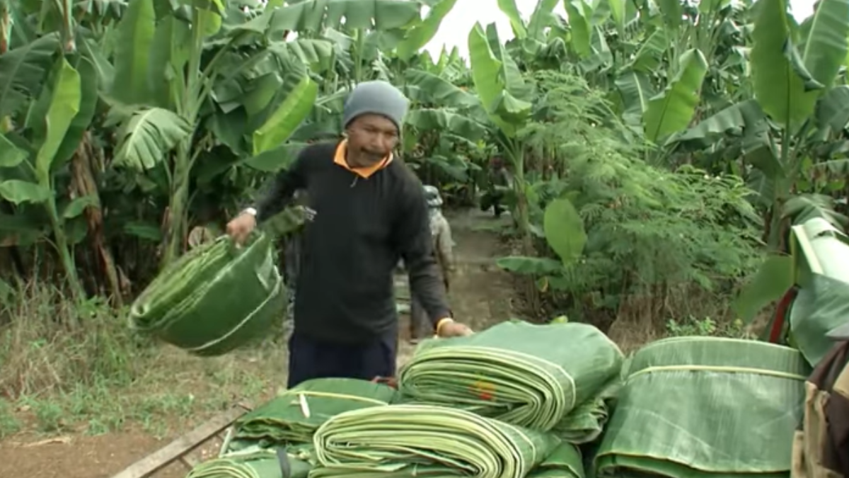 Ekspor Daun Pisang ke Pasar Internasional: Membuka Peluang Bisnis UMKM